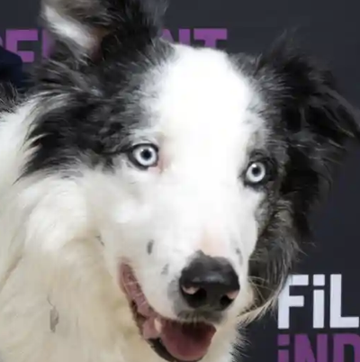 This Year’s New Hollywood A-Lister Is A Real Dog